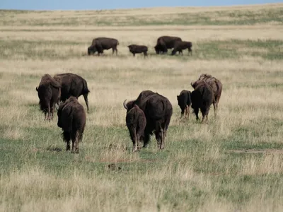 Bison on a grassy field