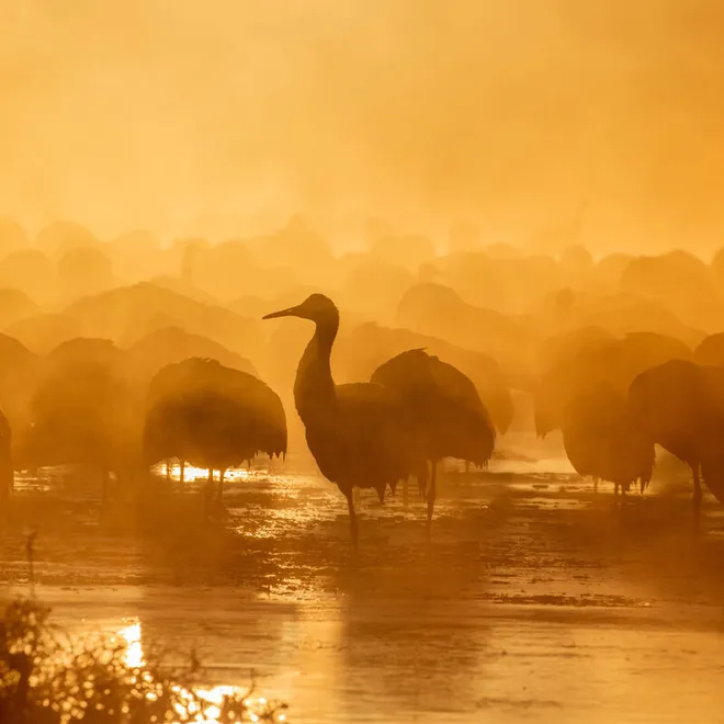 The Sounds of Nature: Relaxing Audio From Wild Places | WWF