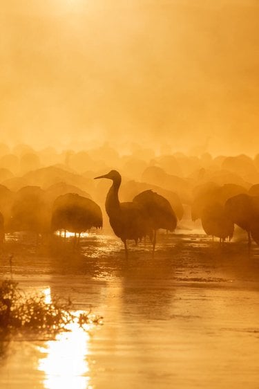 Silhouettes of sandhill cranes against the rising sun as they wake in one of the ponds at the Bernardo Wildlife Area, New Mexico