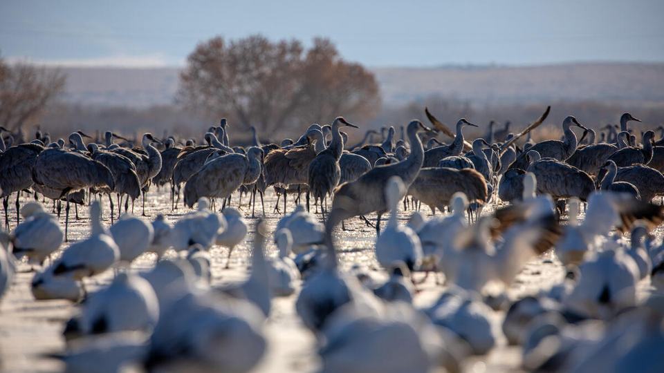 Tall, dark sandhill cranes stand in the background while white snow geese stand in the foreground in at the Barnardo Wildlife Area in New Mexico