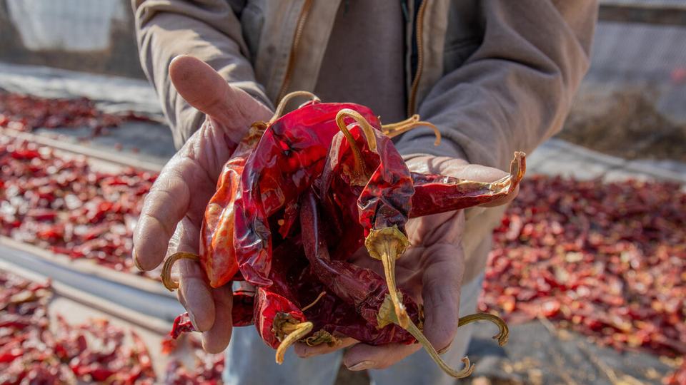 A closeup of Don Bustos hands holding a bunch of dried red chile peppers with more drying in the background