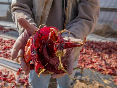 A closeup of Don Bustos hands holding a bunch of dried red chile peppers with more drying in the background