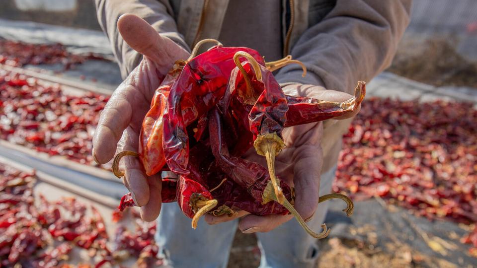 A closeup of Don Bustos hands holding a bunch of dried red chile peppers with more drying in the background