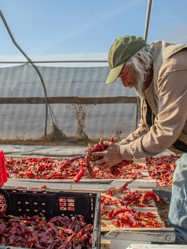 Don Bustos wears a green hat and khaki jacket as he lifts a handful of red peppers into a bin in a greenhouse