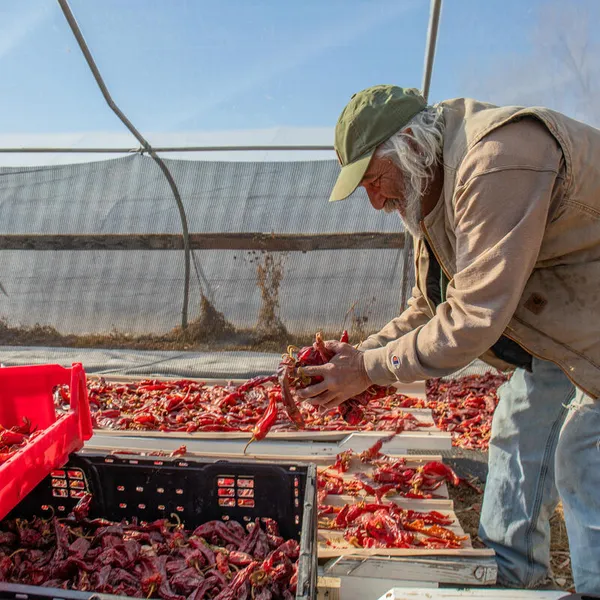 Don Bustos wears a green hat and khaki jacket as he lifts a handful of red peppers into a bin in a greenhouse