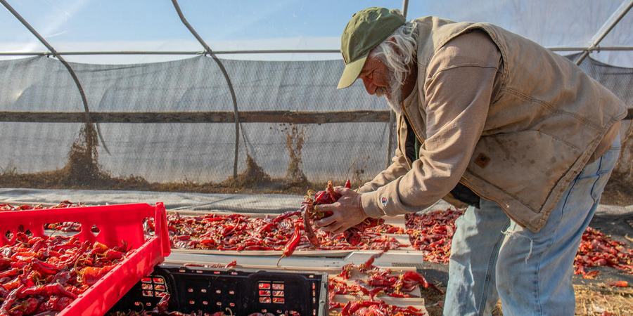 Don Bustos wears a green hat and khaki jacket as he lifts a handful of red peppers into a bin in a greenhouse
