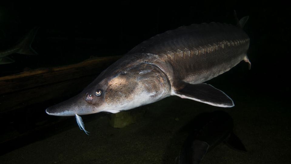A European sturgeon with dark silverish-gray skin swims against a pitch black background