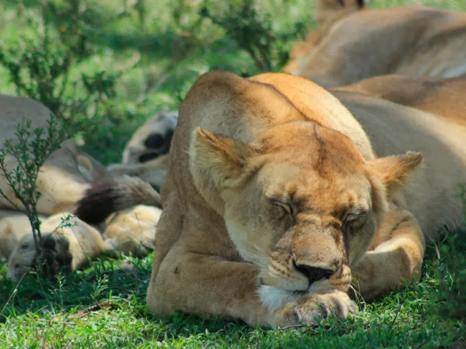 A close up of a sleeping lioness in the grasses of Maasai Mara Reserve in Kenya