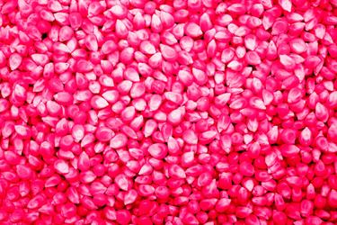 A close up of neon pink corn seed treated with neonicotinoid