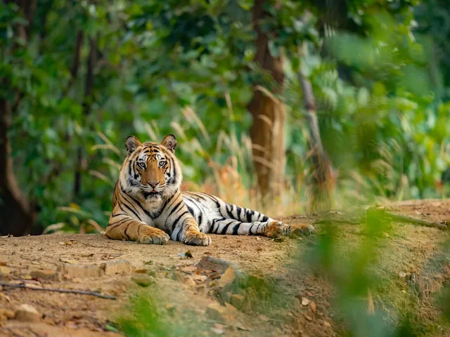 Tiger sitting in forest