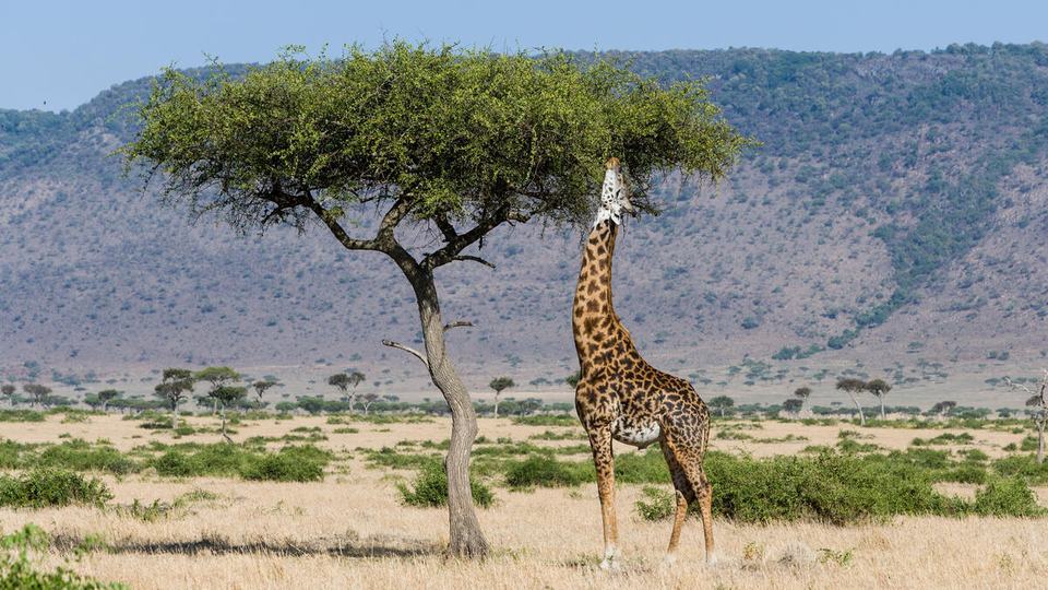 A giraffe on the savanna reaches up to the leaves of a single tree with a mountain in the distance