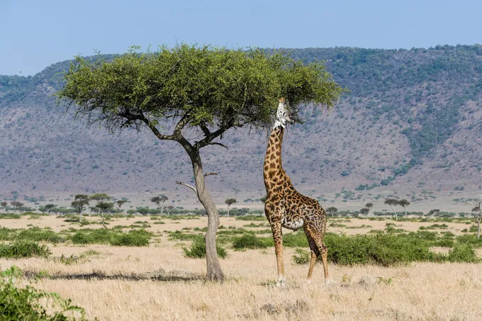 A giraffe on the savanna reaches up to the leaves of a single tree with a mountain in the distance