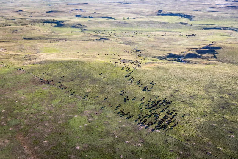 An aerial view of a herd of bison and various wallows across the green and brown grasslands of the Great Plains