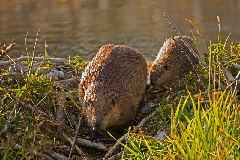 Two beavers sit atop a dam with sticks crossing in front of them, green grass beside them, and dark water behind them