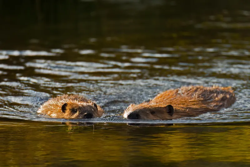 Two brown beavers with their eyes, noses, and ears poking above the water swim in dark brown waters