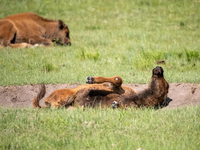 A bison calf rolls in a wallow in green grasslands