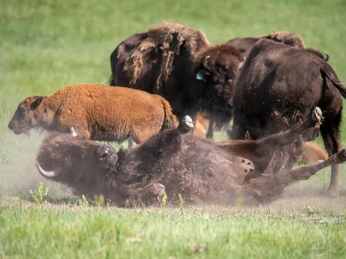 A bison rolls in a wallow while several other bison stand in the background