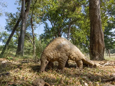 A pangolin walks among trees with its nose at the ground