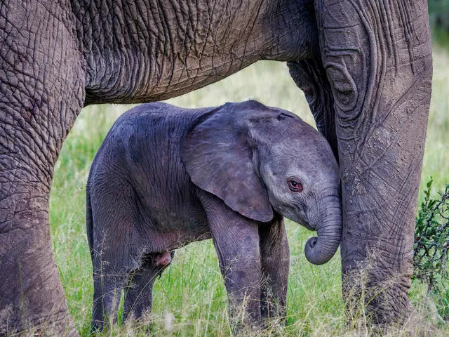 African elephant newborn calf, aged 2-3 days, standing between the legs of its mother, looking at the camera