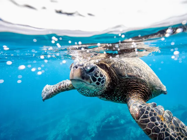 Sea turtle floating just under water's surface