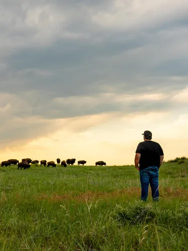 Bud Colombe on Wolakota Buffalo Range walks toward bison, Rosebud Reservation