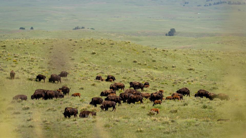 Distant view of bison grazing in grasslands of Wolakota Buffalo Range