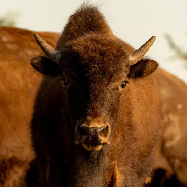 Close up of a bison on Rez Ranch on Rosebud Reservation