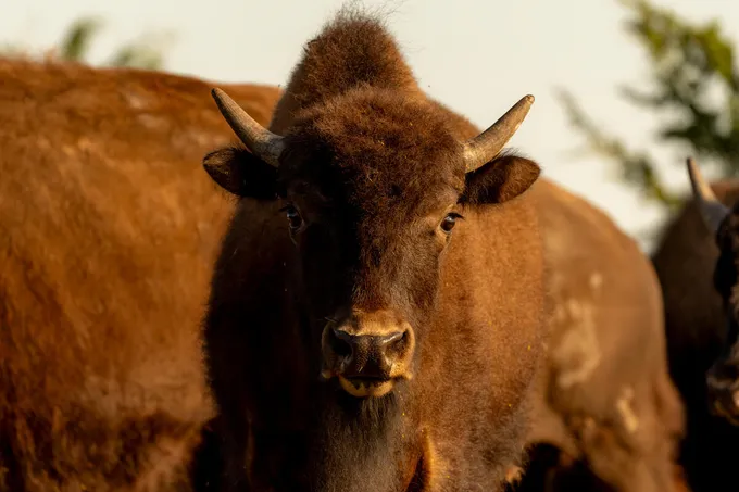 Close up of a bison on Rez Ranch on Rosebud Reservation