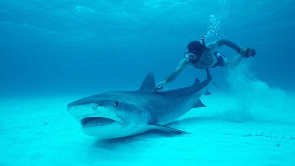 A biologist in scuba gear tags a tiger shark on the ocean floor