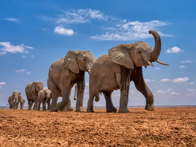 African elephant (Loxodonta africana) herd walking in a line