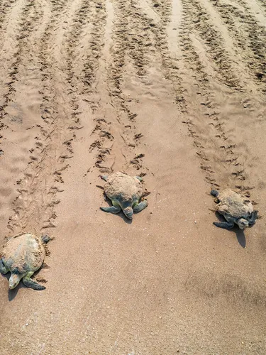 Five female Kemp's ridley sea turtles on a beach, heading back to the sea after laying eggs in nests