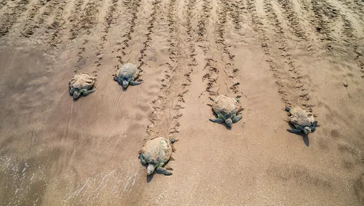 Five female Kemp's ridley sea turtles on a beach, heading back to the sea after laying eggs in nests