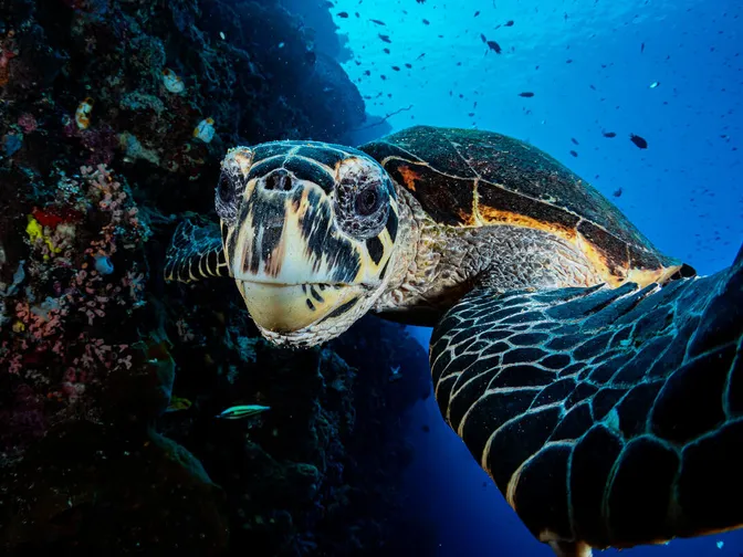 A hawksbill sea turtle looks closely into a camera as it swims underwater near Siladan Island, North Sulawesi, Indonesia, Pacific Ocean