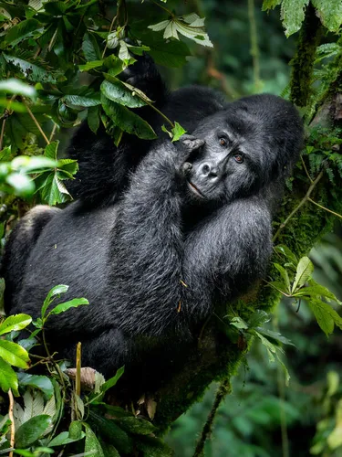A silverback mountain gorilla sits inside the lush greenery of Bwindi Impenetrable National Forest, Uganda