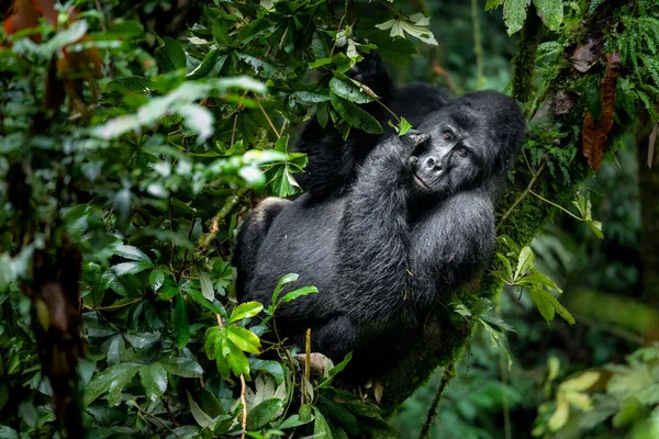 A silverback mountain gorilla sits inside the lush greenery of Bwindi Impenetrable National Forest, Uganda