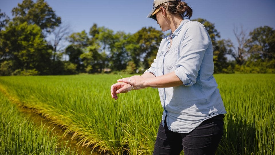 Hallie Schoffner in a rice field