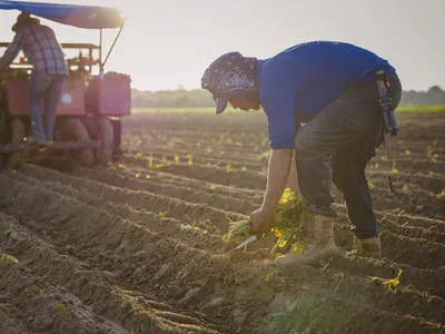 Workers planting sweet potato slips in a recently plowed field