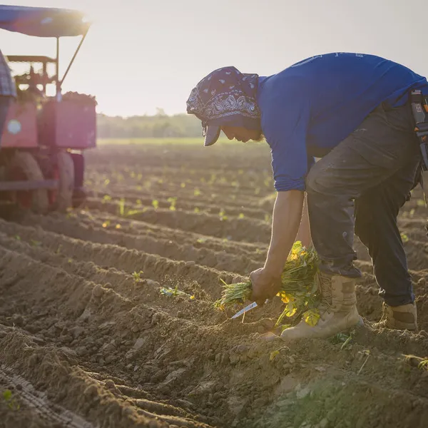 Workers planting sweet potato slips in a recently plowed field
