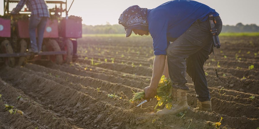 Workers planting sweet potato slips in a recently plowed field