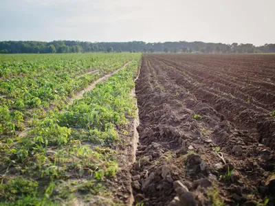 A field in the Mississippi Delta that's green on one side and soil on the other