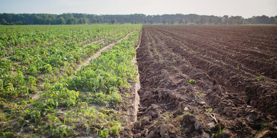 A field in the Mississippi Delta that's green on one side and soil on the other