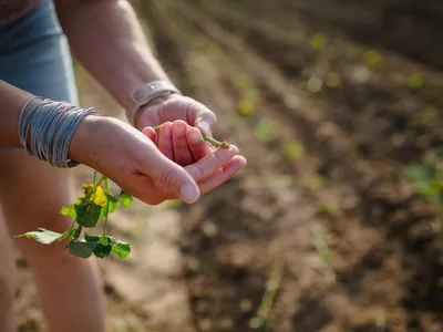 A close up of Kelly Peebles' hands holding an organic sweet potato in a field