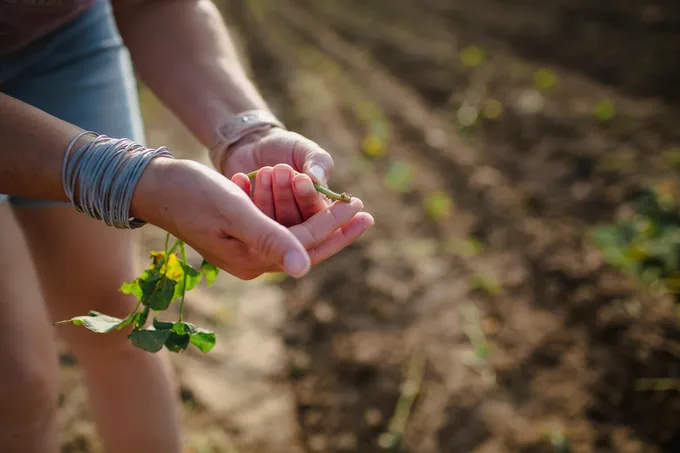 A close up of Kelly Peebles' hands holding an organic sweet potato in a field