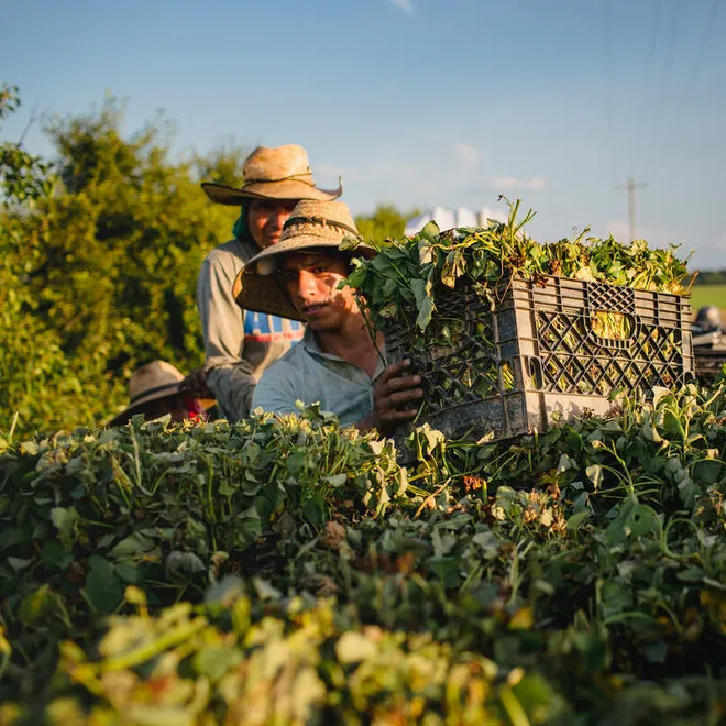 Four workers in straw hats carry crates of leafy green sweet potato plants and walk through a lush field