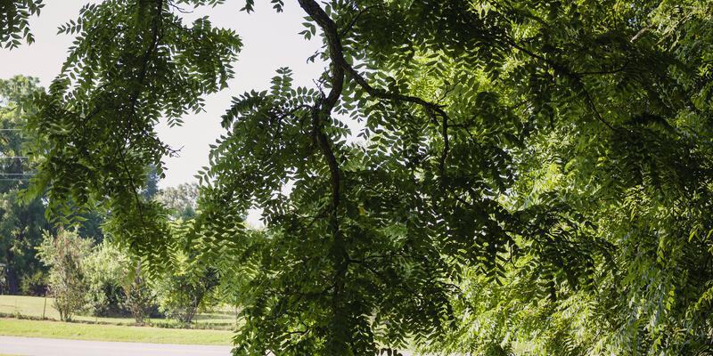 branches of a black locust tree