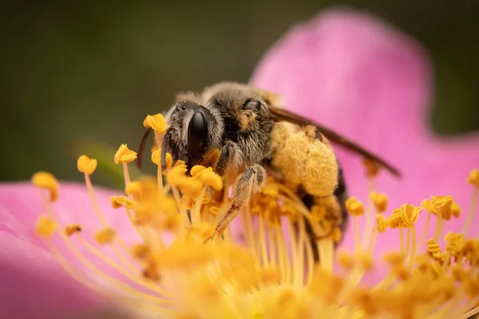 A close up of a yellow and black mining bee gathering nectar from the yellow center of a pink flower