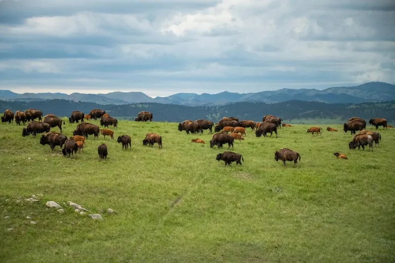A herd of bison grazes on bright green grass in a hilly area with gray mountains in the background