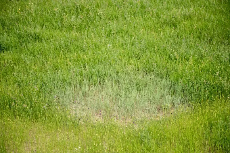 New light green plants sprout from a bison wallow amid darker green, more established grasses