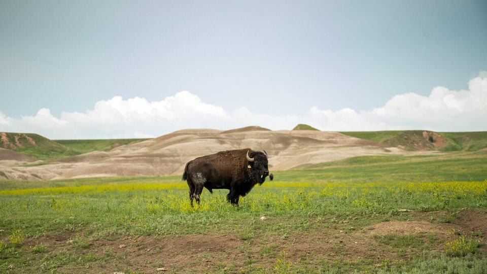 A dark brown bison stands in a grassy plain with a brown, dusty hill and blue sky in the background