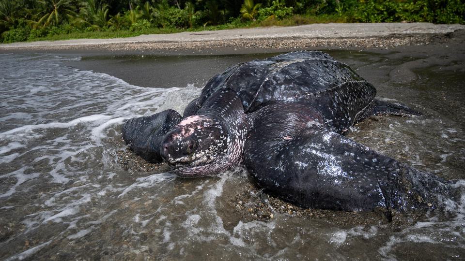 A black leatherback sea turtle with white spots reaches the edge of the water on a beach with lush forest in the background
